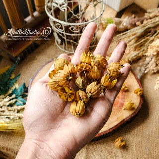 Dried Flower Hiasan Rustic Bunga  Rosella  1 lusin 