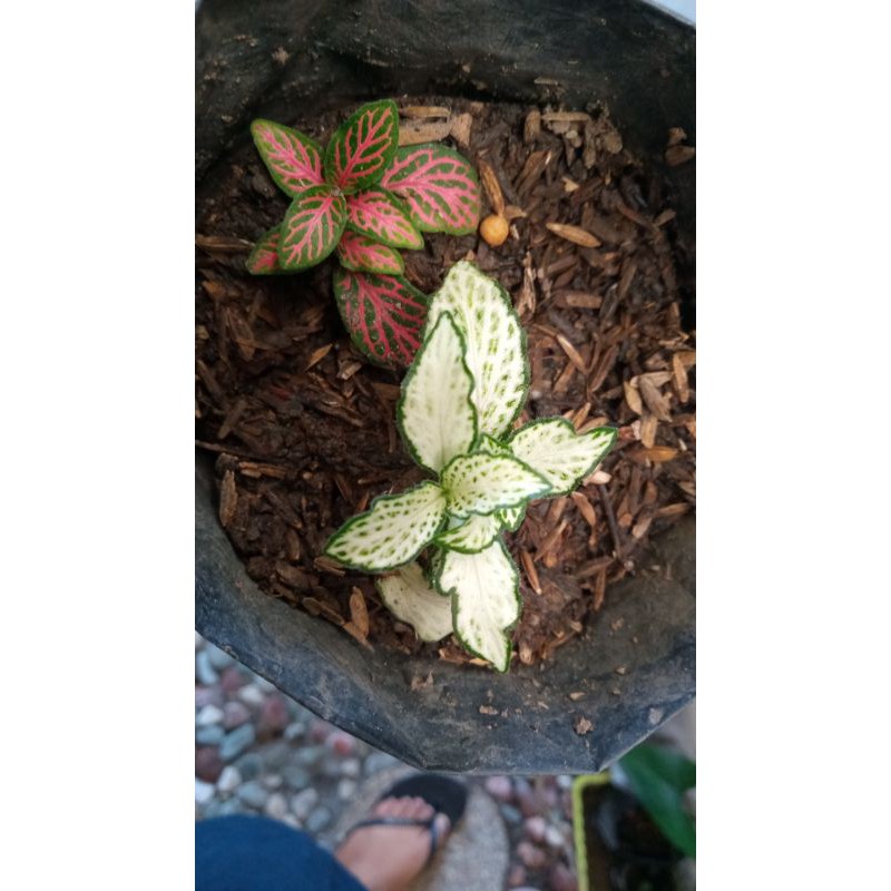 fitonia import merah,putih,pink