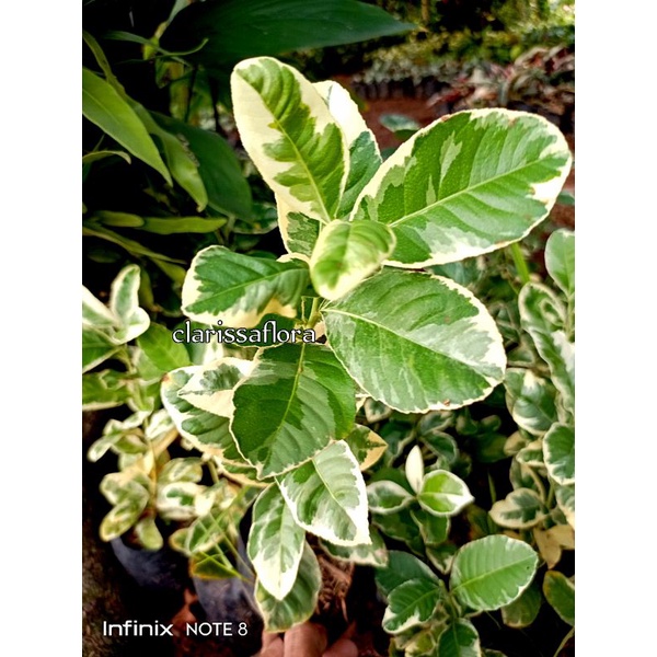 POHON JERUK LEMON VARIGATA - TANAMAN JERUK LEMON - JERUK LEMON VARIGATA