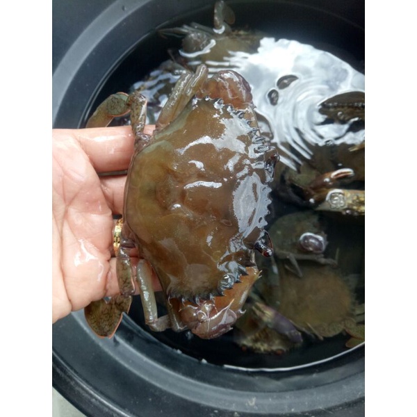 

Kepiting Soka tulang lunak