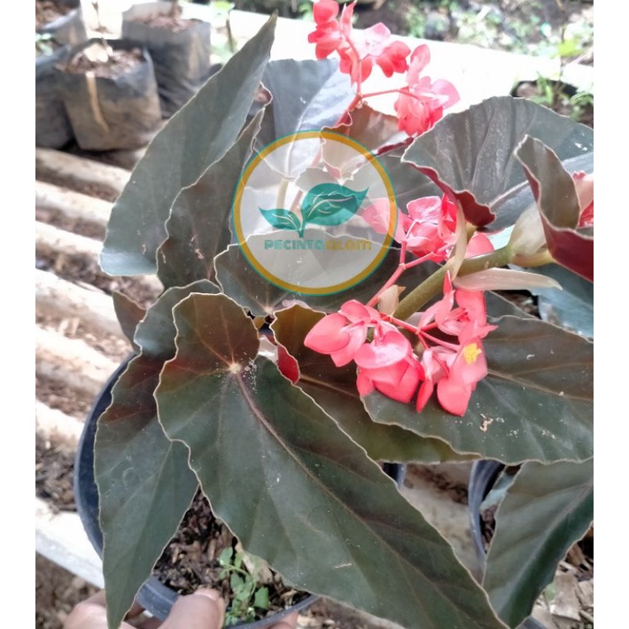 Tanaman Hias Bunga Begonia Polkadot Merah