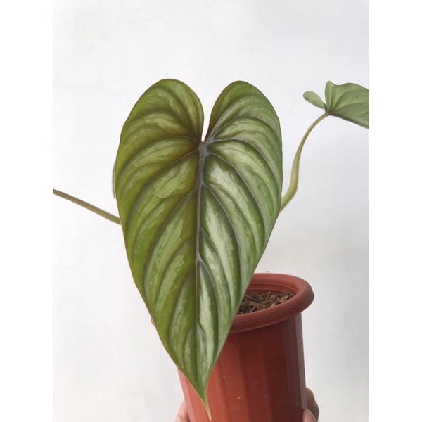 philodendron plowmanii narrow black face