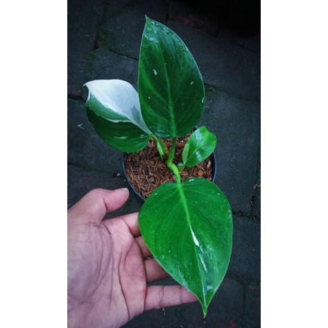 Philodendron White Wizard