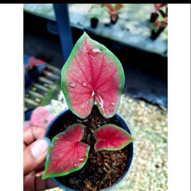 Tanaman hias keladi red jaguar/keladi red jaguar super