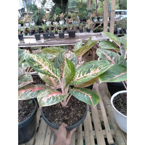 aglonema big papa indukan super jumbo