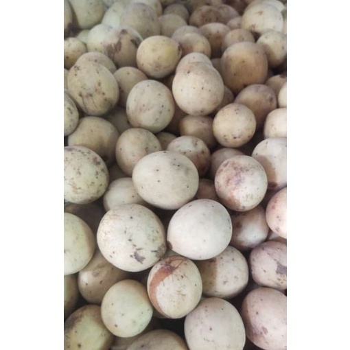 

Buah DUKU Palembang Premium Manis Segar sekilo