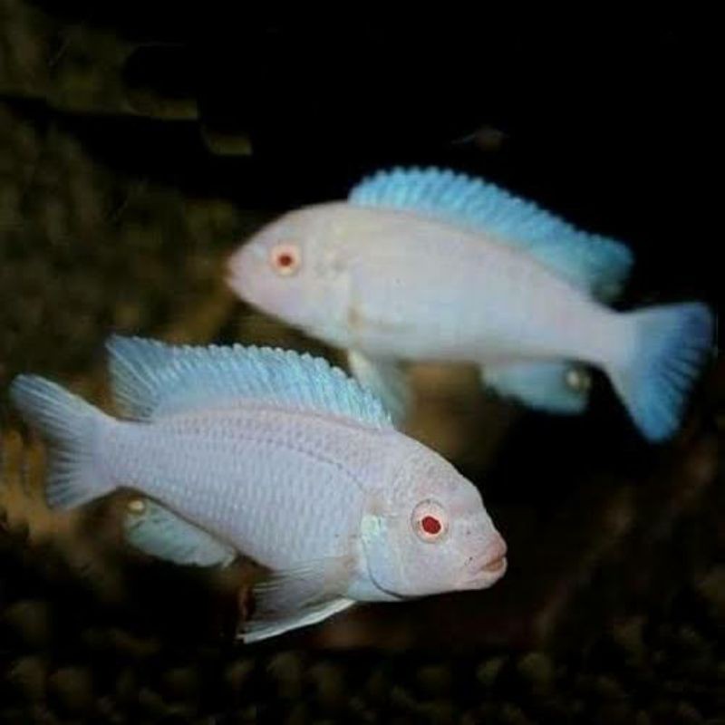 Snow White Albino Pindani Cichlid Pseudotropheus Socolofi