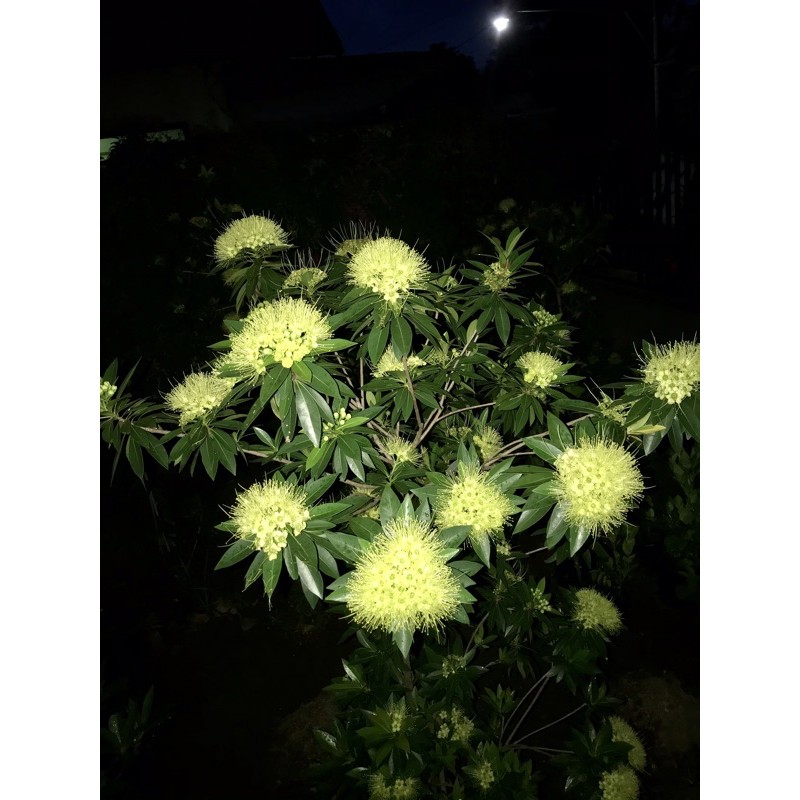 Bibit Bunga Santos Lemon Kuning