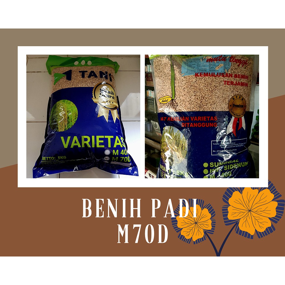 Benih Padi Unggul M70D