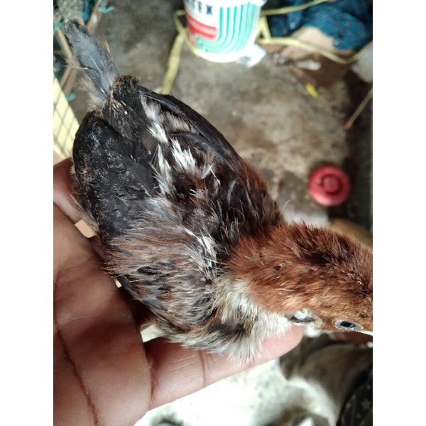 

anak ayam arab / kampung 1 bln kurang