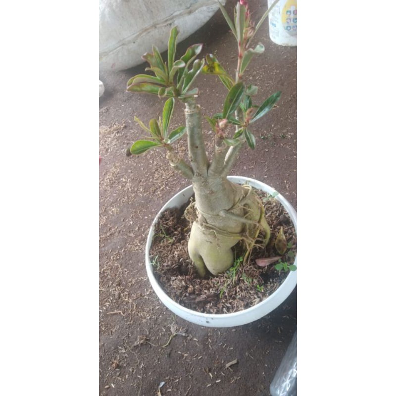 adenium tumpuk