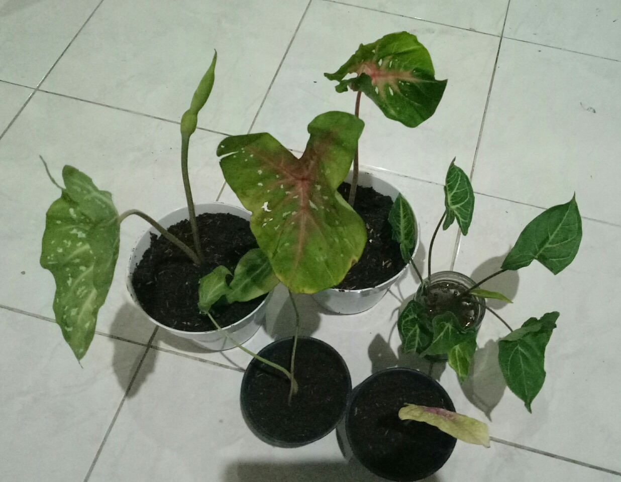 Tanaman Hias Tisu Wayang Cantik Tanaman Hias