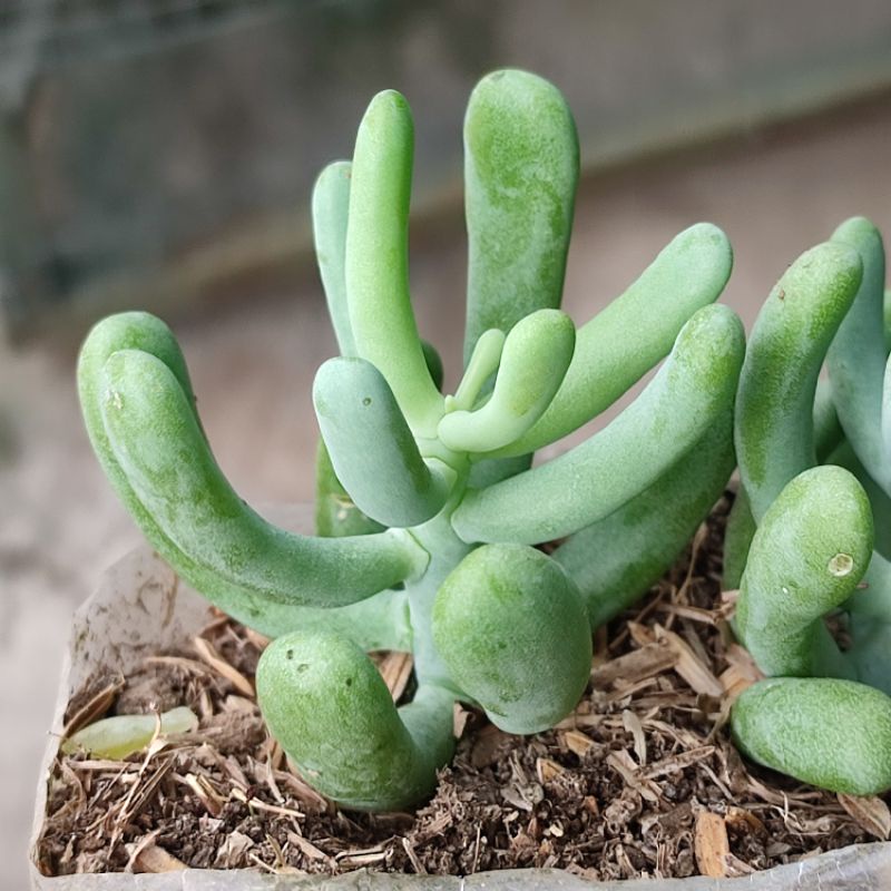 Sukulen Sedum Allantoides