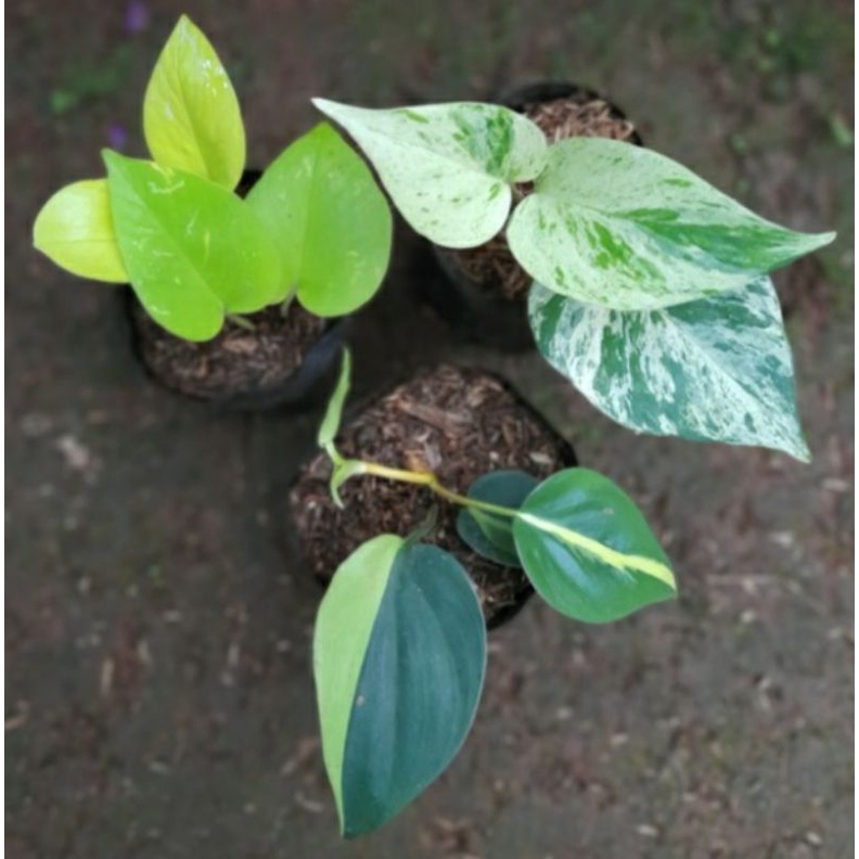 paket 3 tanaman hias sirih gading lemon, variegata, brazil
