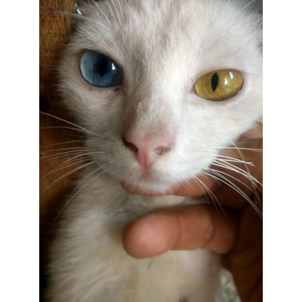 Kucing Putih Odd Eye Mata Biru Kuning Kucing Hoki