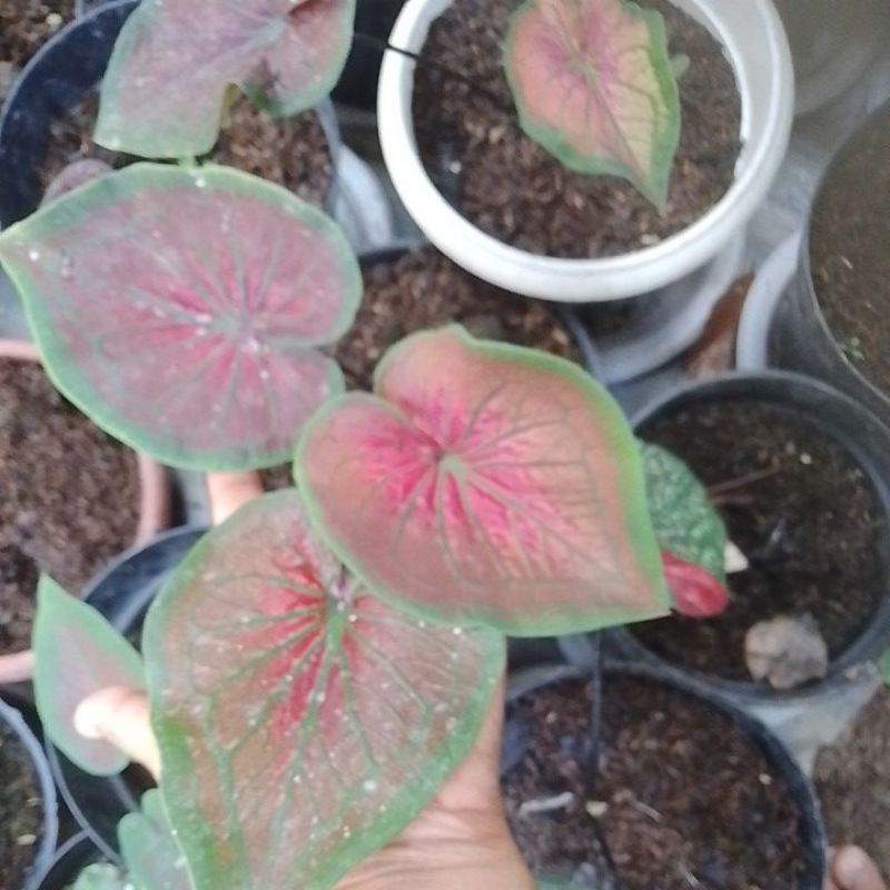 caladium tambuna