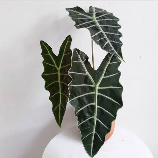 alocasia sanderiana, Tanaman hias alocasia