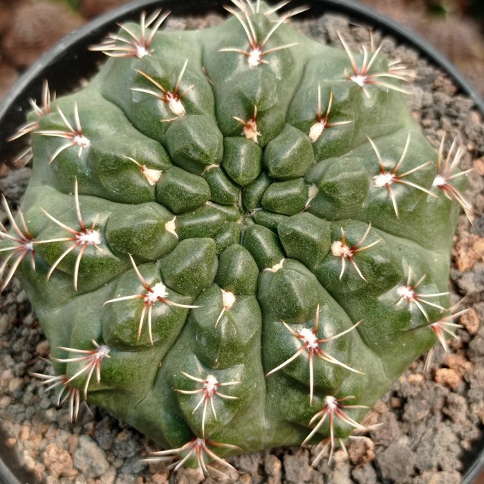 gymnocalycium baldianum KAKTUS SUKULEN TANAMAN HIAS