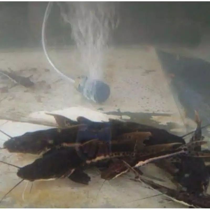 Ikan Hias Tiger Shovelnose Catfish