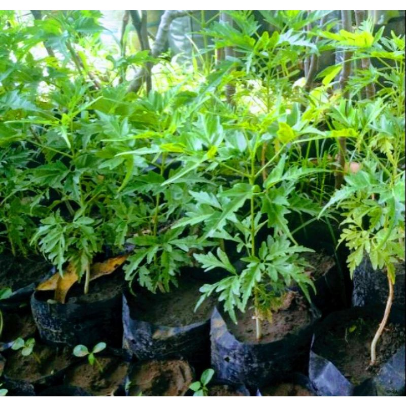 Bibit Tanaman pohon Cendana Maisura/Cendana bali
