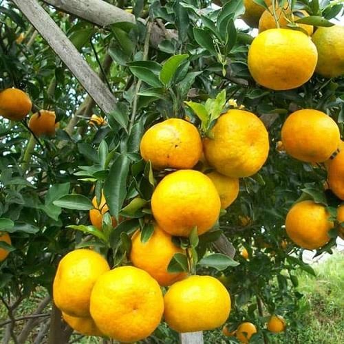 bibit jeruk siam madu