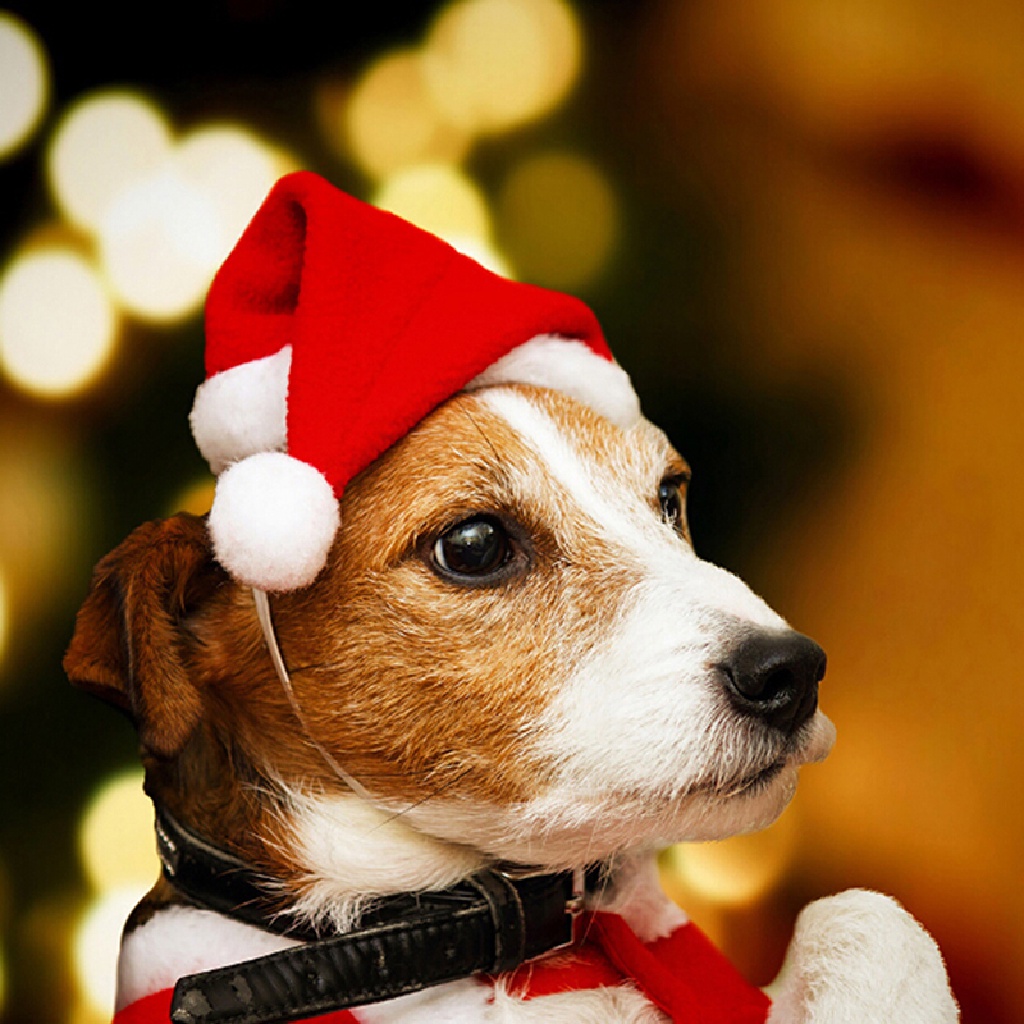 Topi Santa Claus Untuk Anjing Peliharaan