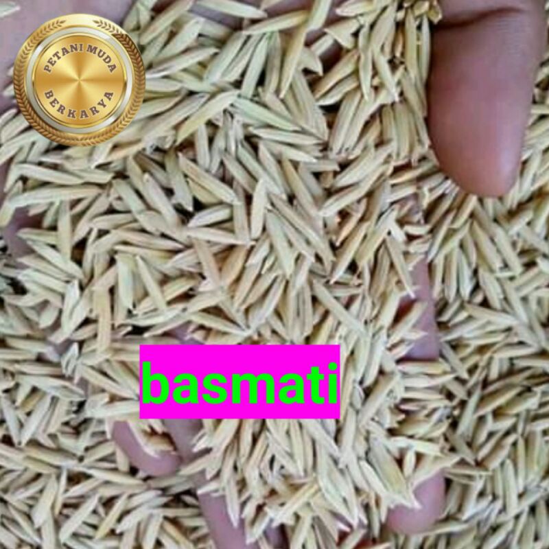 Benih Padi Basmati India beras untuk nasi buryani kebuli timur tengah Kabul kajate kenduri selamatan