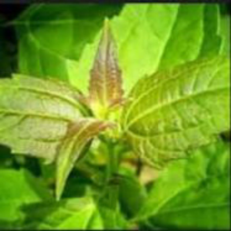 

Daun Balakacida 250gram - Herbal