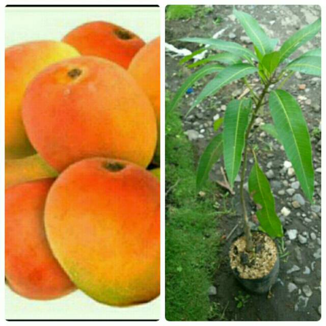 BIBIT MANGGA GEDONG GINCU INDRAMAYU SUPER MANIS BERDAGING TEBAL