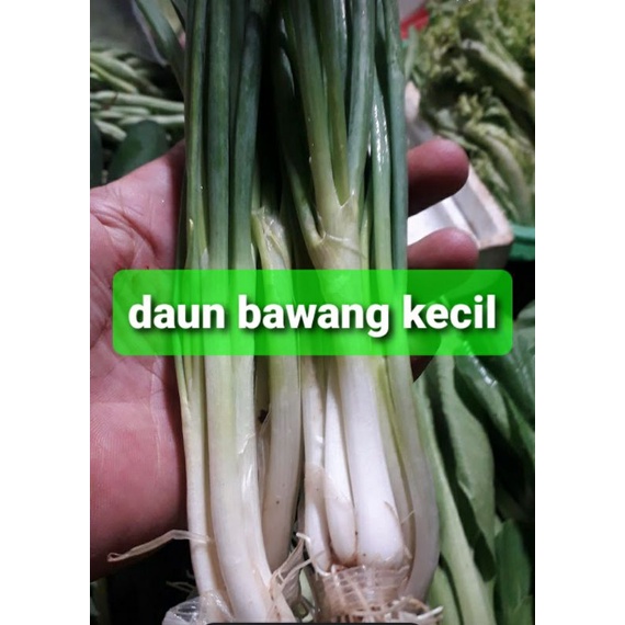 

daun bawang kecil