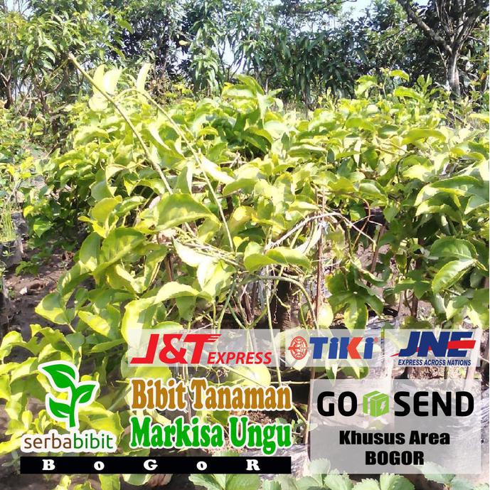 Cler Bibit Markisa Ungu - Pohon Buah Markisa Ungu