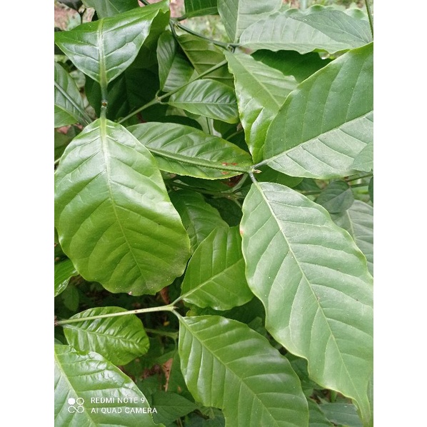 

DAUN KOPI SEGAR 1KG
