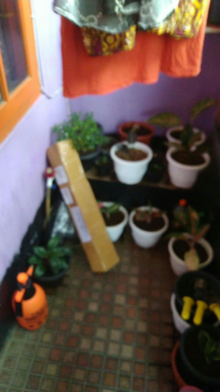 Tanaman Hias Pucuk Merah