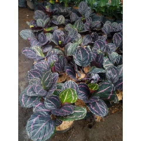 calathea black lipstik bibit tanaman hias daun