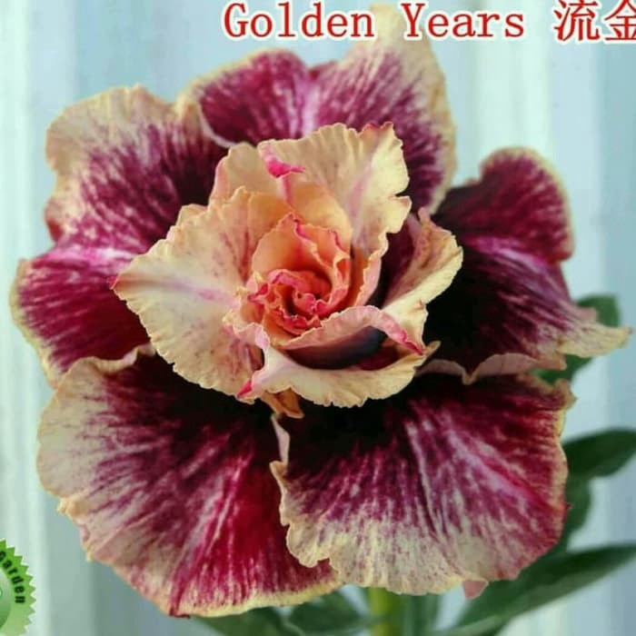 

murah Bibit Bunga Kamboja Adenium Golden Years