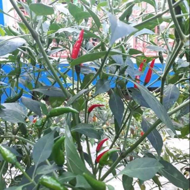 Benih cabe rawit hijau pelita f1 isi 75 biji