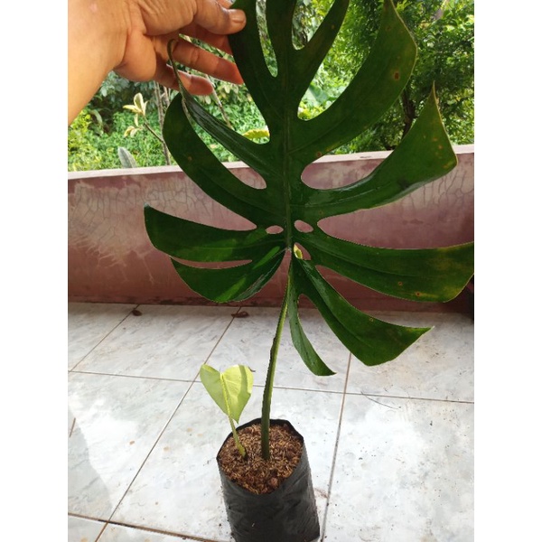 TANAMAN HIAS MONSTERA DELICIOSA KING 1 DAUN