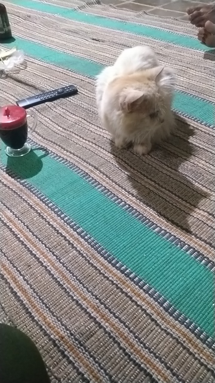 Couple Batik Kebaya Sarimbit Anak Muda Brokat Tille Kondangan Tunangan Lamaran Simple Nude Rose Abu