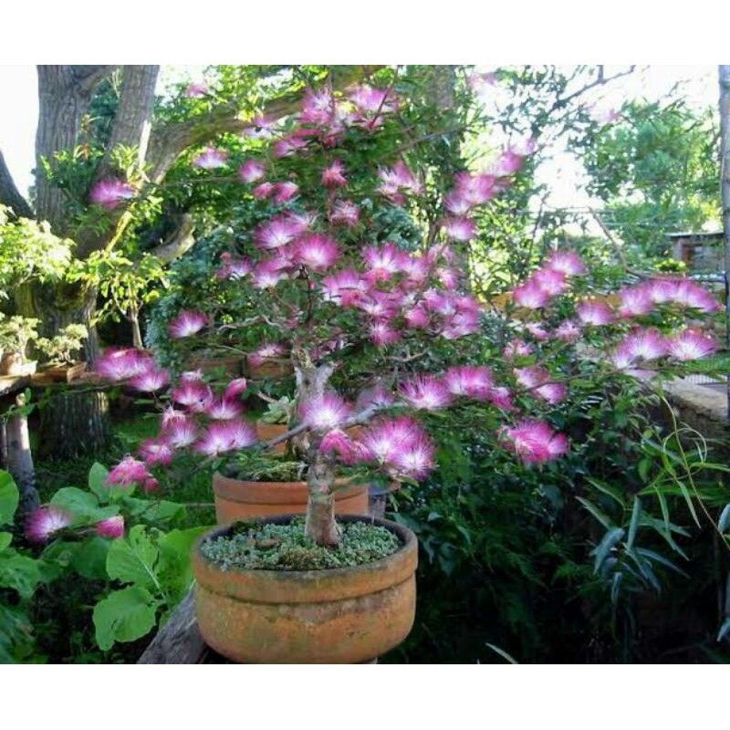 bahan bonsai kaliandra suriname / bahan bonsai kaliandra sulimaraja / kaliandra vietnam