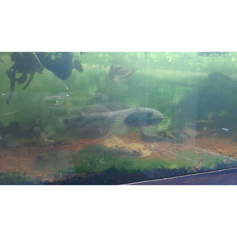 channa asiatica ws big size