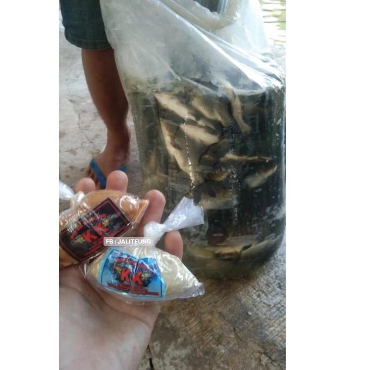 SELLER Essen jaliteung / Essen Ikan Mas / Esen Ikan Mas