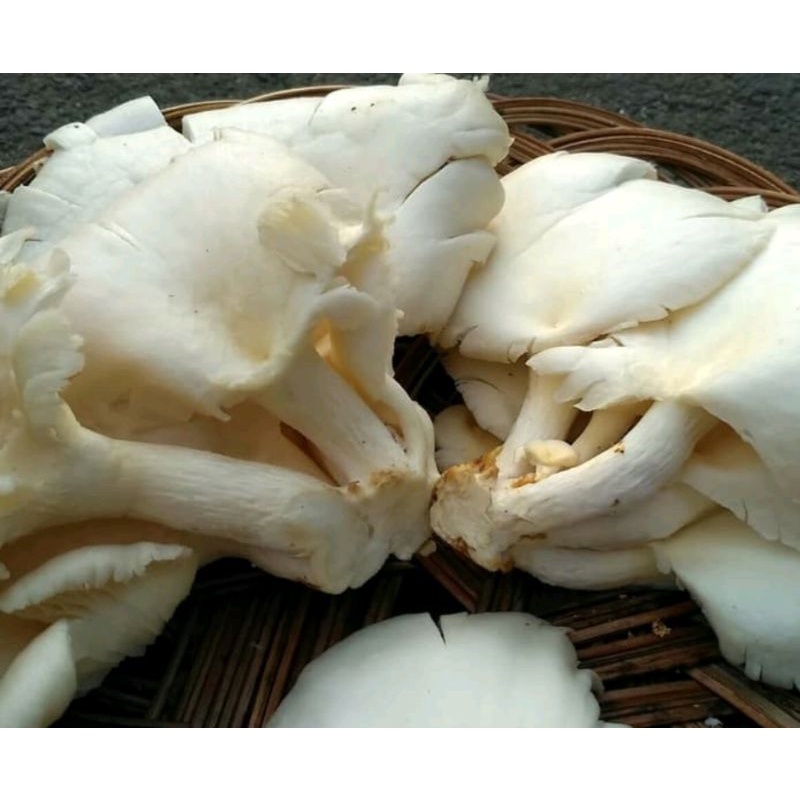 

Jamur Tiram Fresh 250 gr