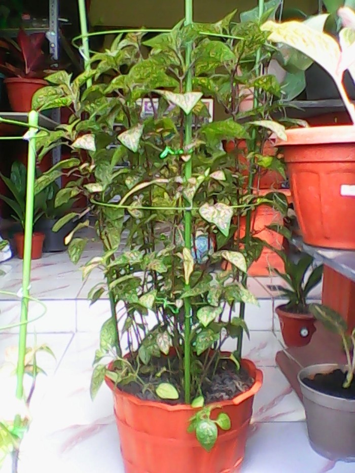 Penyangga/Ajir Tanaman Green Tower (120cm)