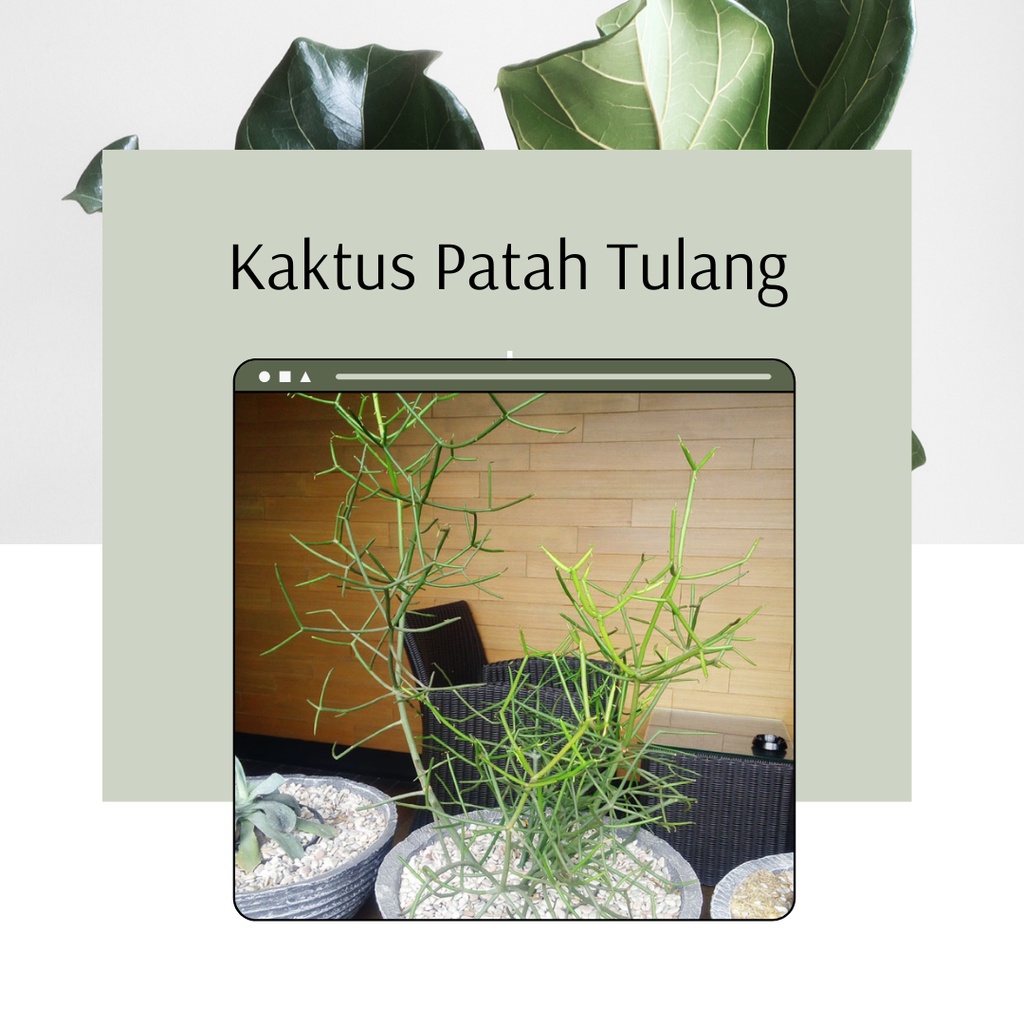 Tanaman Hias Kaktus Patah Tulang Bunga Hias Kaktus Patah Tulang