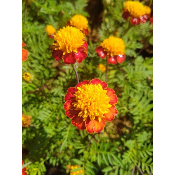 Jual Bunga kenikir tumpuk cantik dan rimbun | Shopee Indonesia