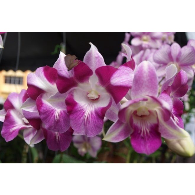 Dendrobium King Dragon