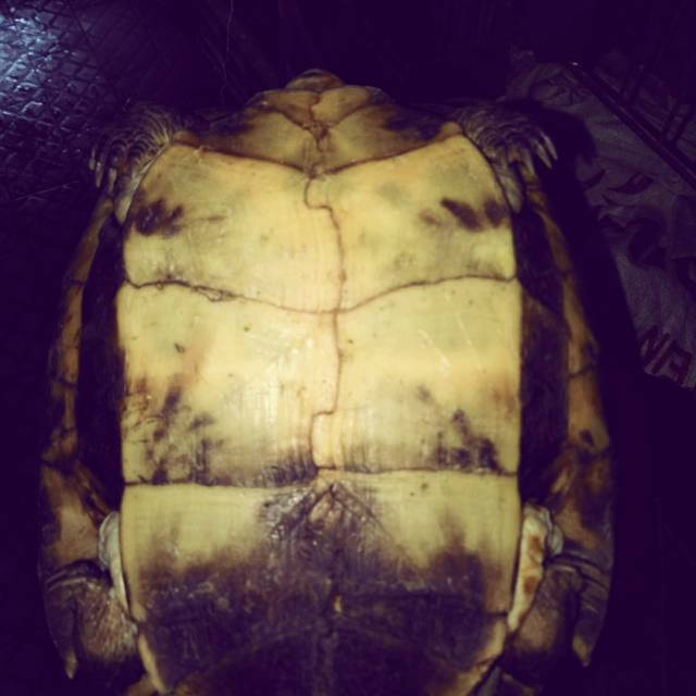 Kura kura pipi putih