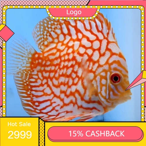 Discus Pigeon Checkerboard mulai ukuran 1 cm ( Ikan )