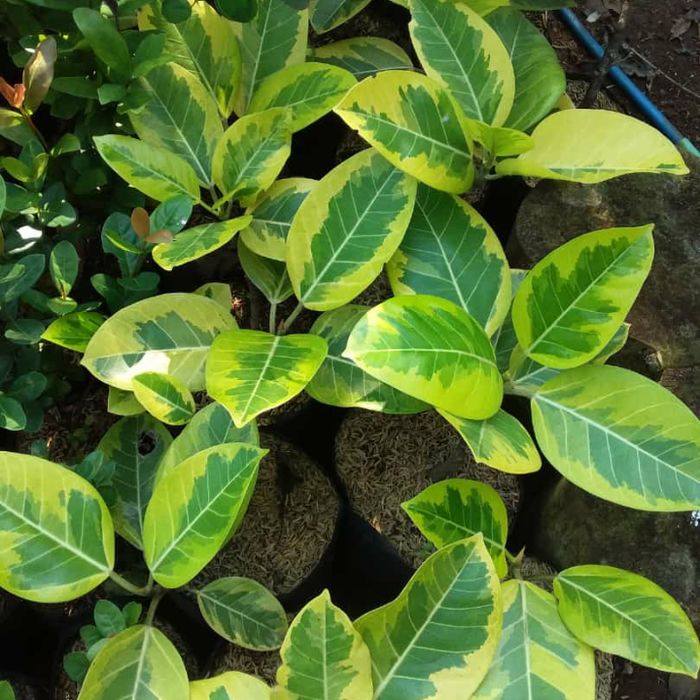 Tanaman indoor karet kebo kuning / Pohon indoor