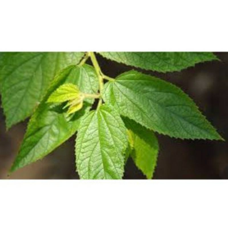 

daun kersen segar 250 gr